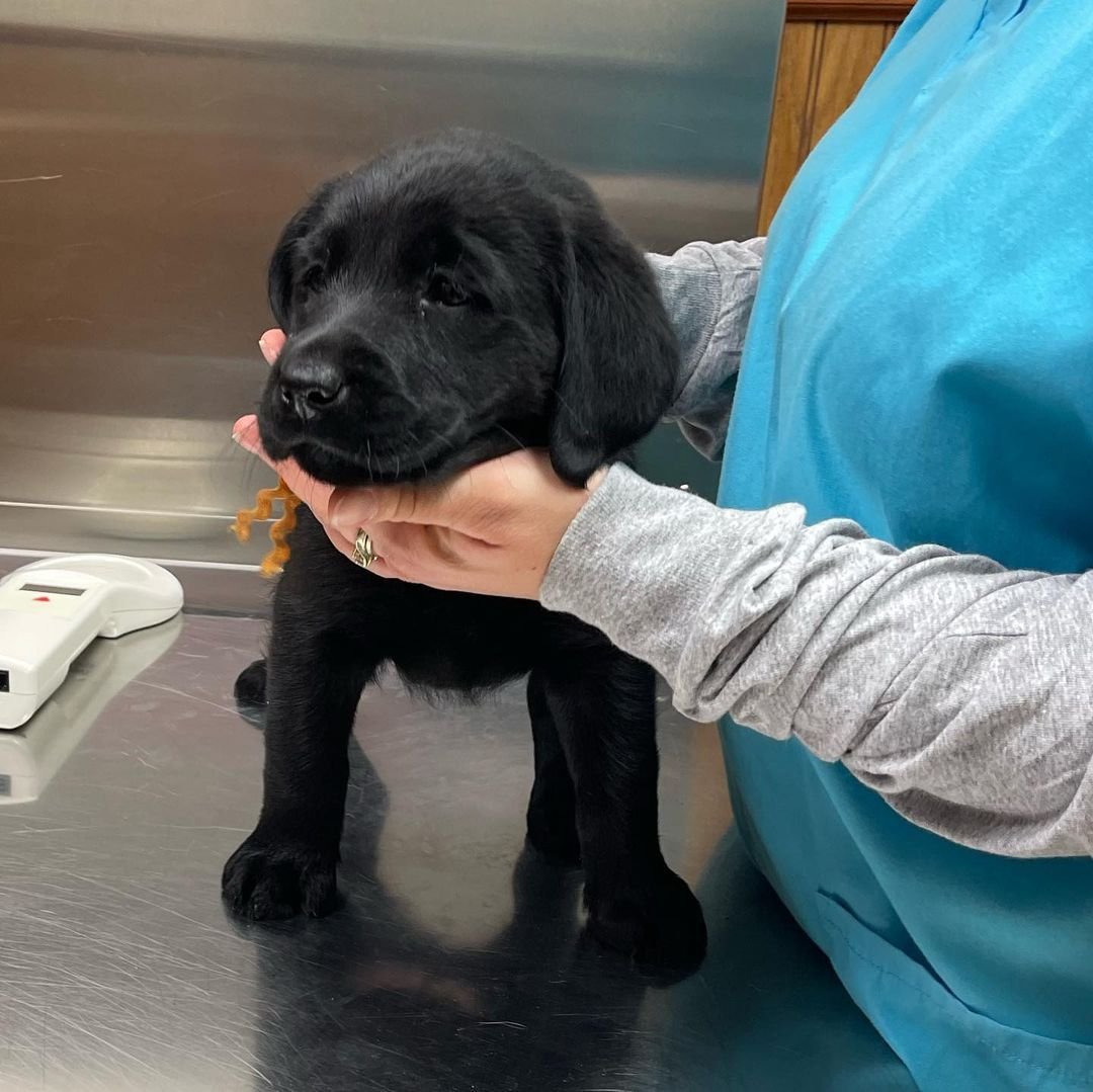 Adopt a lab puppy